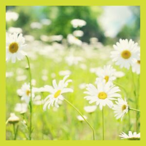 Close up of white flowers growing in a field